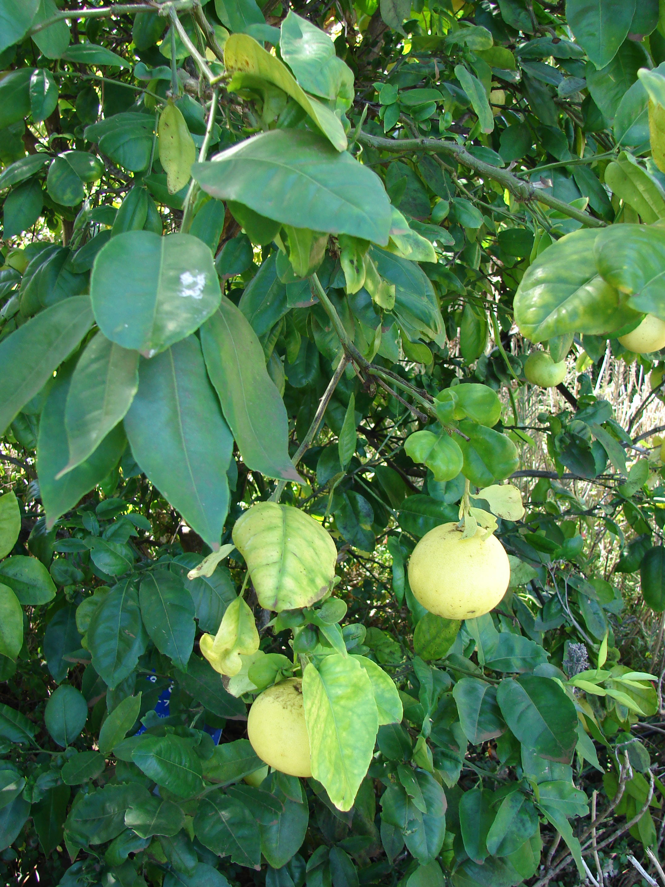 Citrus paradisi